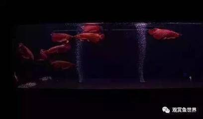龍魚側身快游是怎么回事啊