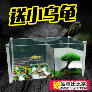 魚缸 龍魚在哪里抓比較好 觀賞魚百科 龍魚在哪里抓比較好 龍魚在哪里抓比較好 觀賞魚百科
