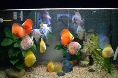 魚和魚缸什么尺寸比例，小型魚缸適合養哪些魚