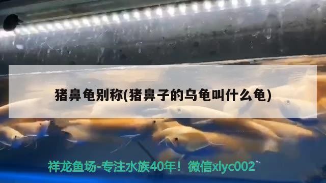 豬鼻龜別稱(豬鼻子的烏龜叫什么龜)