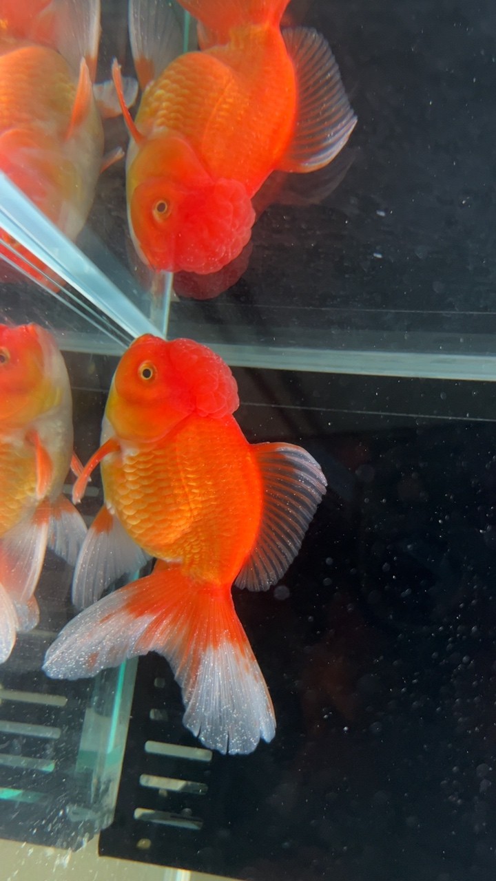 大佬,求助阿! 龍魚論壇 第1張 大佬,求助阿! 大佬,求助阿! 龍魚論壇 第1張