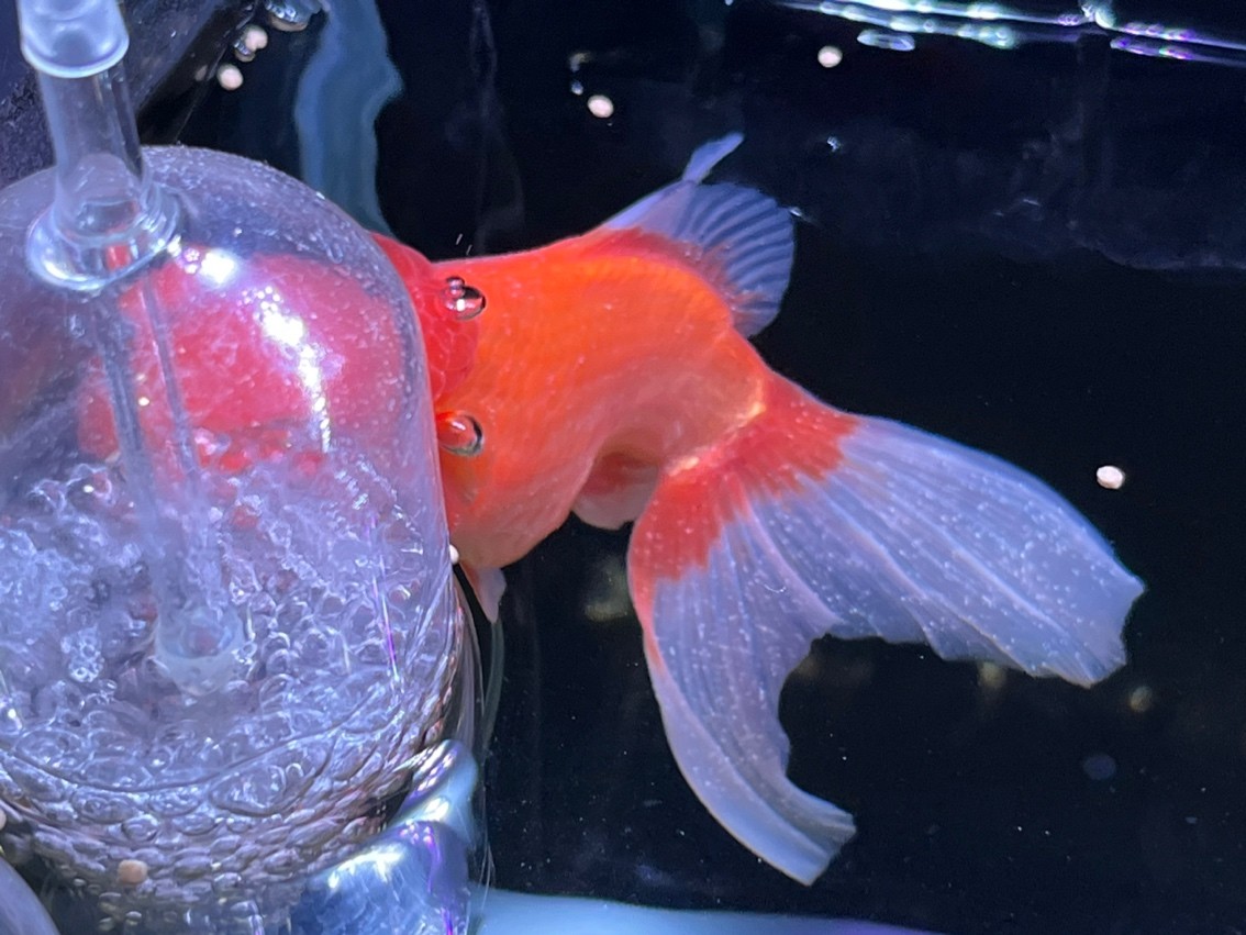 大佬,求助阿! 龍魚論壇 第2張 大佬,求助阿! 大佬,求助阿! 龍魚論壇 第2張
