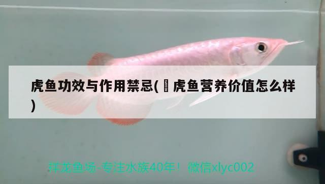 虎魚功效與作用禁忌(鰕虎魚營(yíng)養(yǎng)價(jià)值怎么樣)