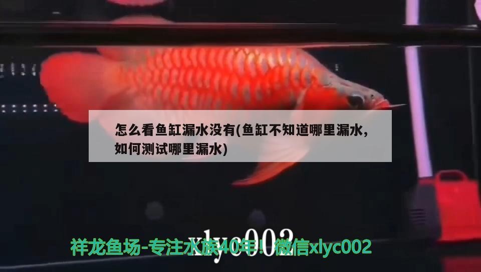 怎么看魚缸漏水沒有(魚缸不知道哪里漏水,如何測試哪里漏水)