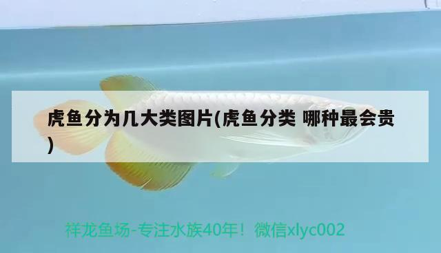 虎魚分為幾大類圖片(虎魚分類哪種最會貴)