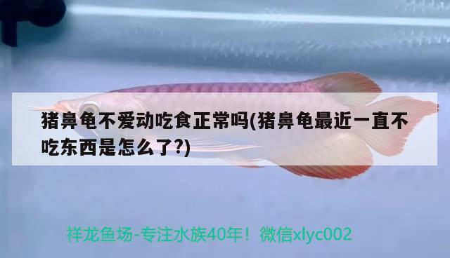 豬鼻龜不愛動(dòng)吃食正常嗎(豬鼻龜最近一直不吃東西是怎么了?)