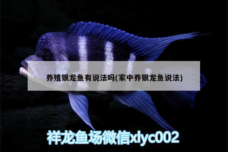 養殖銀龍魚有說法嗎(家中養銀龍魚說法)