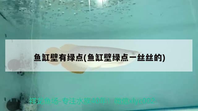 魚缸壁有綠點(魚缸壁綠點一絲絲的)