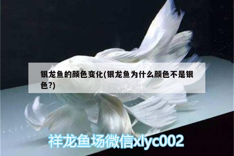 銀龍魚的顏色變化(銀龍魚為什么顏色不是銀色?)