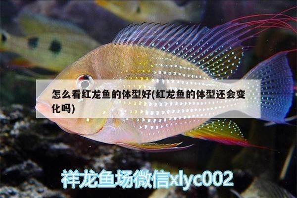 紅龍魚比賽的審美標(biāo)準(zhǔn)：紅龍魚市場(chǎng)價(jià)值評(píng)估：紅龍魚市場(chǎng)價(jià)值評(píng)估紅龍魚市場(chǎng)價(jià)值評(píng)估