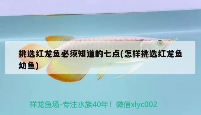 紅龍魚比賽的審美標(biāo)準(zhǔn)：紅龍魚市場(chǎng)價(jià)值評(píng)估：紅龍魚市場(chǎng)價(jià)值評(píng)估紅龍魚市場(chǎng)價(jià)值評(píng)估