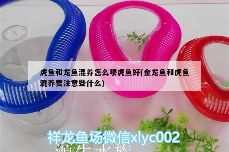 虎魚和龍魚混養怎么喂虎魚好(金龍魚和虎魚混養要注意些什么)