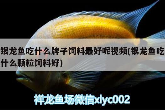銀龍魚吃什么牌子飼料最好呢視頻(銀龍魚吃什么顆粒飼料好)