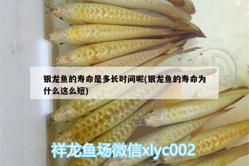 銀龍魚的壽命是多長時間呢(銀龍魚的壽命為什么這么短)