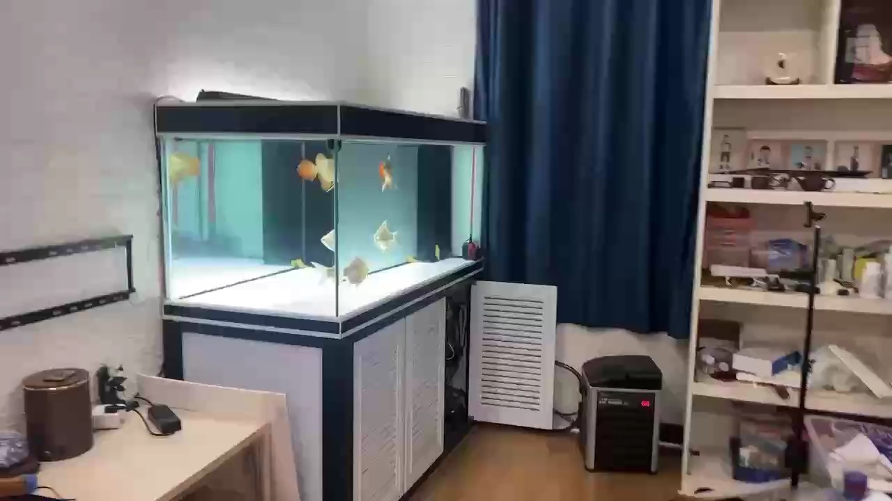 還沒沒忍住給添加了倆泰國鯽