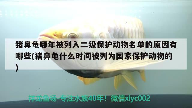 豬鼻龜哪年被列入二級保護動物名單的原因有哪些(豬鼻龜什么時間被列為國家保護動物的)