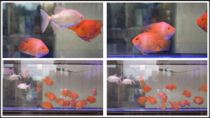 大魚缸觀賞魚排行榜最新：大魚缸觀賞魚排行榜：七星刀魚七星刀魚觀賞魚排行榜