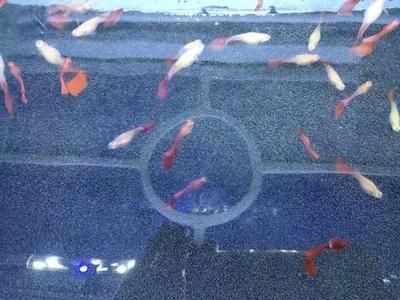 大魚缸觀賞魚排行榜最新：大魚缸觀賞魚排行榜：七星刀魚七星刀魚觀賞魚排行榜