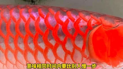 紅龍魚缸底色：紅色底色對紅龍魚的影響