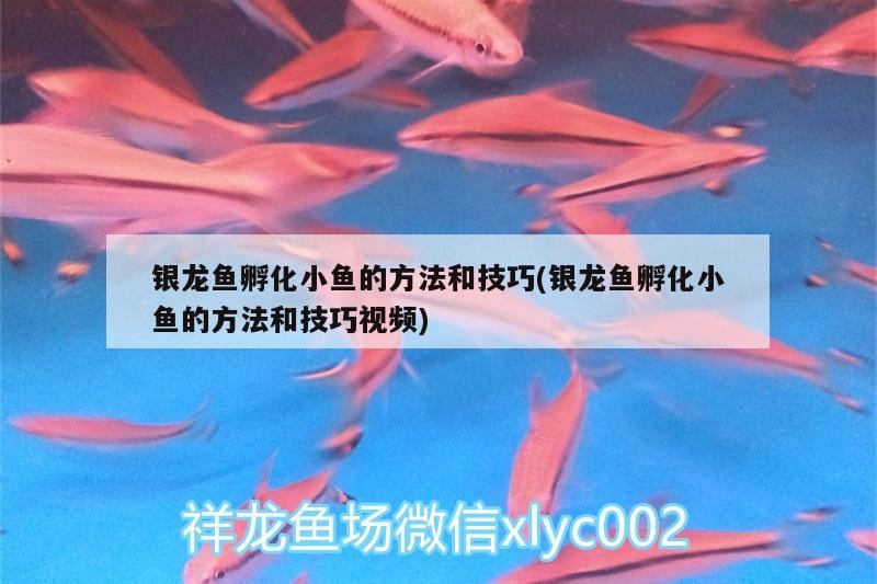我的虎魚真菌感染了要怎么處理 銀龍魚孵化小魚的方法和技巧(銀龍魚孵化小魚的方法和技巧視頻) 銀龍魚百科 銀龍魚孵化小魚的方法和技巧(銀龍魚孵化小魚的方法和技巧視頻) 銀龍魚孵化小魚的方法和技巧(銀龍魚孵化小魚的方法和技巧視頻) 銀龍魚百科