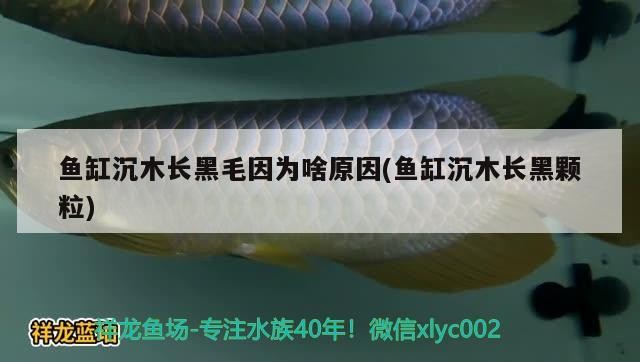 魚缸沉木長黑毛因為啥原因(魚缸沉木長黑顆粒)