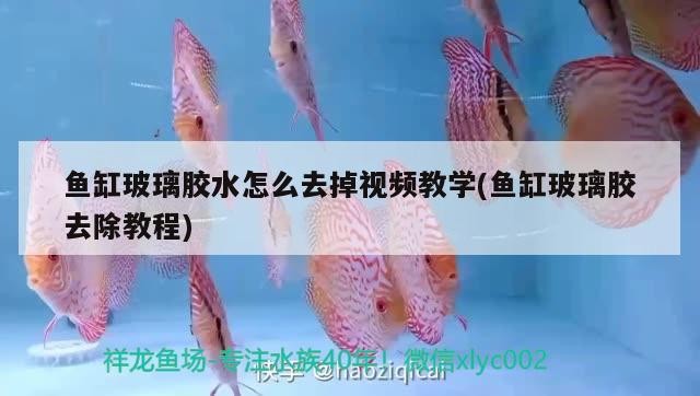 魚缸玻璃膠水怎么去掉視頻教學(魚缸玻璃膠去除教程)