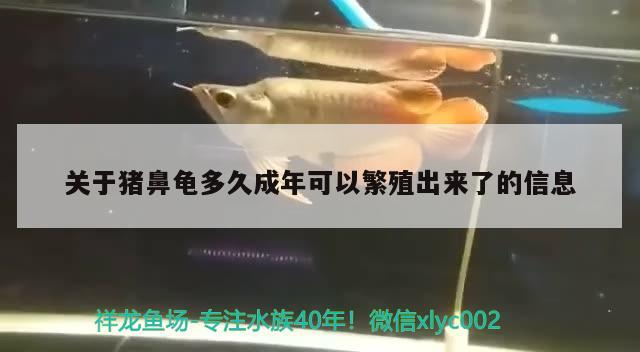關于豬鼻龜多久成年可以繁殖出來了的信息