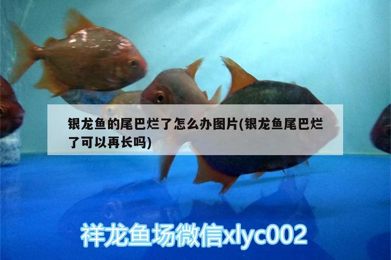 銀龍魚的尾巴爛了怎么辦圖片(銀龍魚尾巴爛了可以再長(zhǎng)嗎)