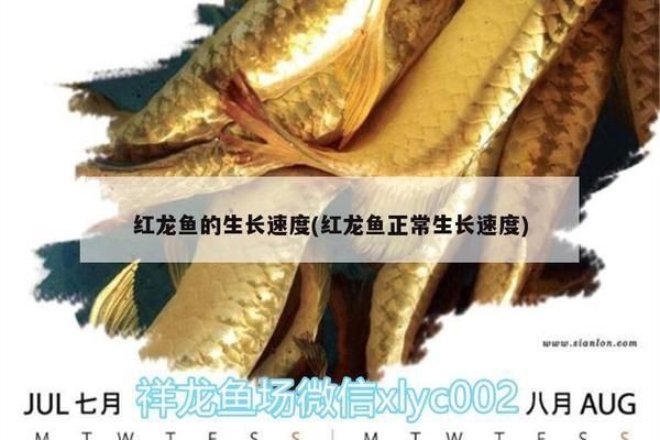 世界上最大的紅龍魚有多大了啊：世界上最大的紅龍魚體長可能在80-90厘米之間