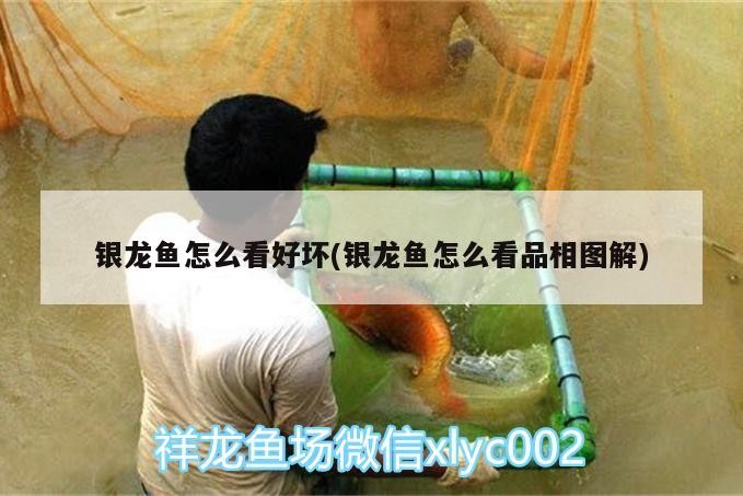 銀龍魚怎么看好壞(銀龍魚怎么看品相圖解)