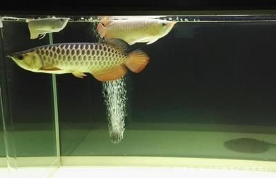 多大的魚缸養多少魚：如何確定多大的魚缸養多少魚