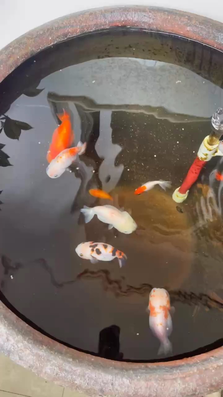 水清魚亮亮