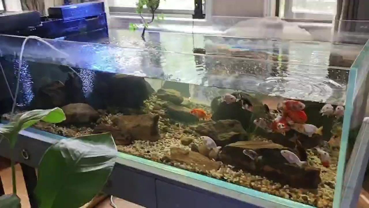 大魚缸，小側(cè)濾，養(yǎng)蘭壽，無壓力