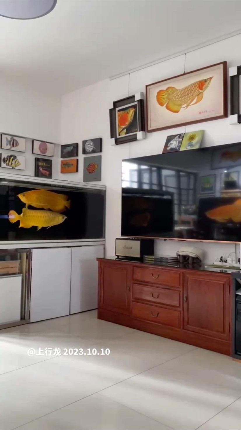 又是拖地、畫畫、看魚的一天！