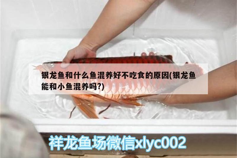 銀龍魚和什么魚混養好不吃食的原因(銀龍魚能和小魚混養嗎?)