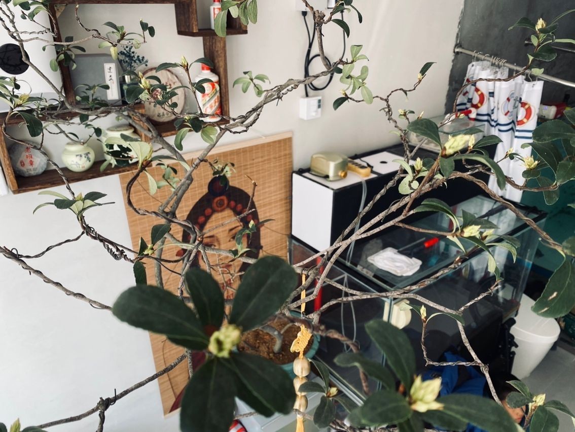 玻璃魚缸結實嗎安全嗎：玻璃魚缸的結實性和安全性