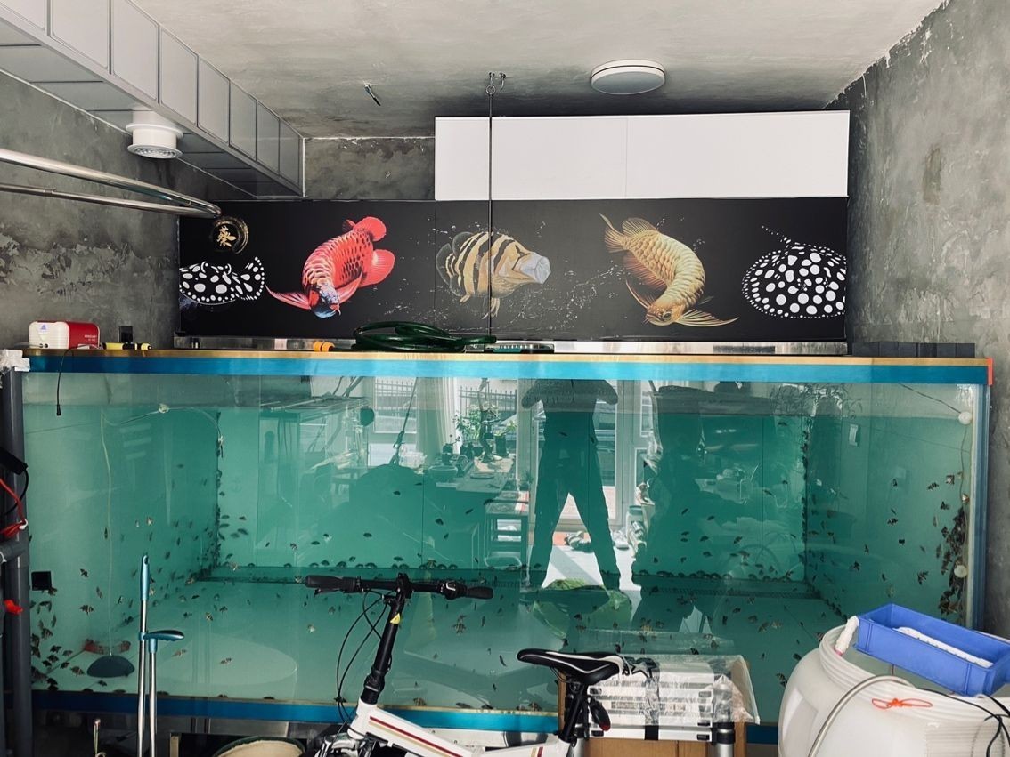 玻璃魚缸結實嗎安全嗎：玻璃魚缸的結實性和安全性