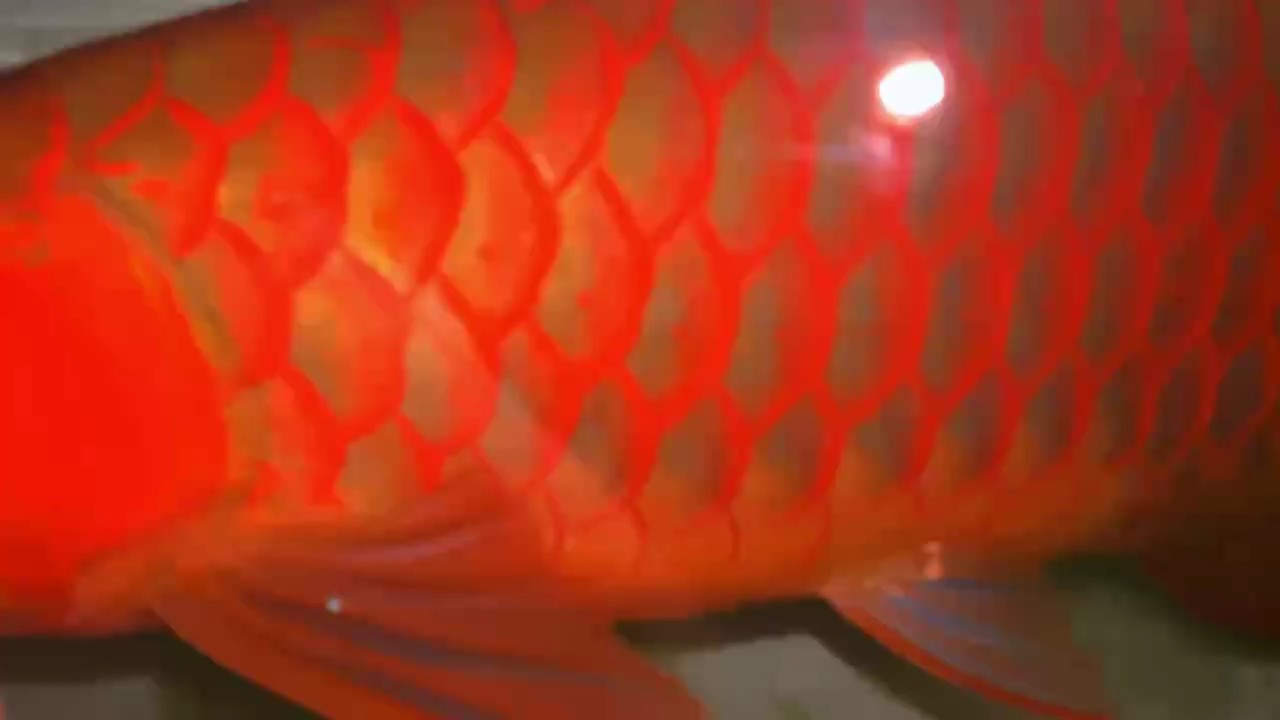 綠皮 無燈視頻