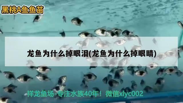 龍魚為什么掉眼淚(龍魚為什么掉眼睛)