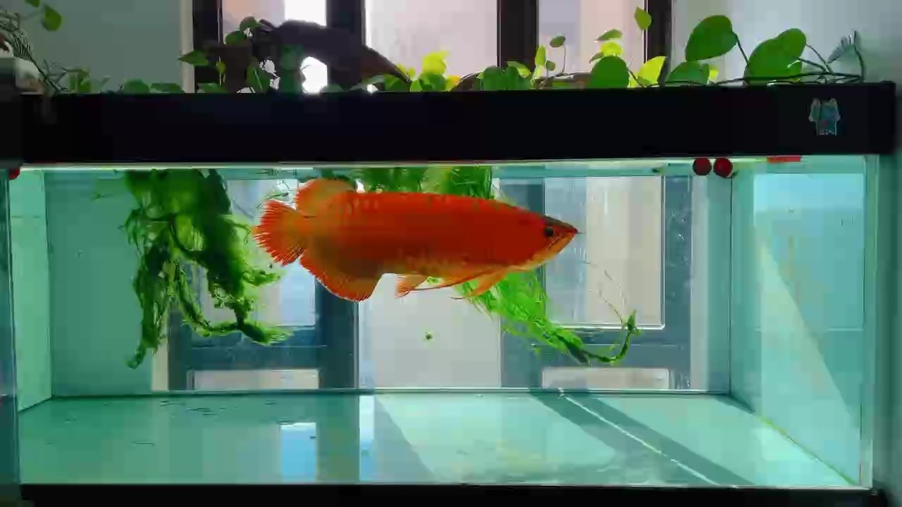 沐浴陽光