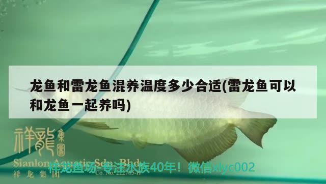 龍魚和雷龍魚混養溫度多少合適(雷龍魚可以和龍魚一起養嗎)