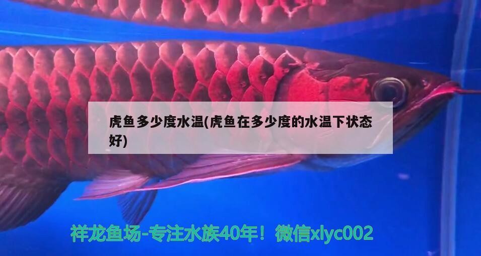 虎魚多少度水溫(虎魚在多少度的水溫下狀態好)