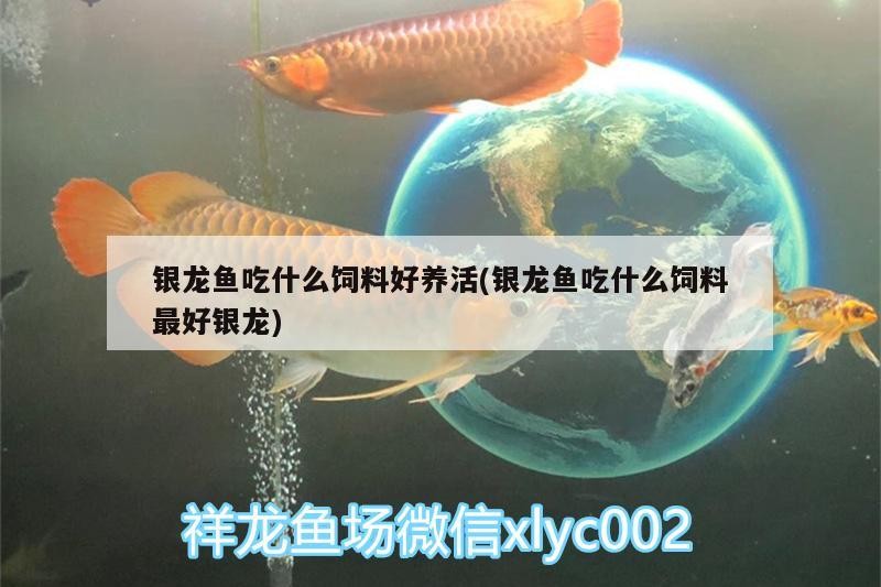銀龍魚吃什么飼料好養活(銀龍魚吃什么飼料最好銀龍)