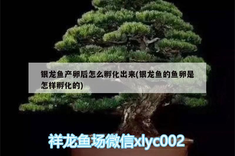 銀龍魚產卵后怎么孵化出來(銀龍魚的魚卵是怎樣孵化的)