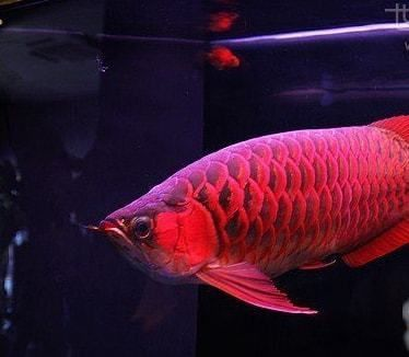 世界上最貴的血紅龍魚(yú)：世界上最貴的血紅龍魚(yú)價(jià)格可以達(dá)到數(shù)十萬(wàn)人民幣