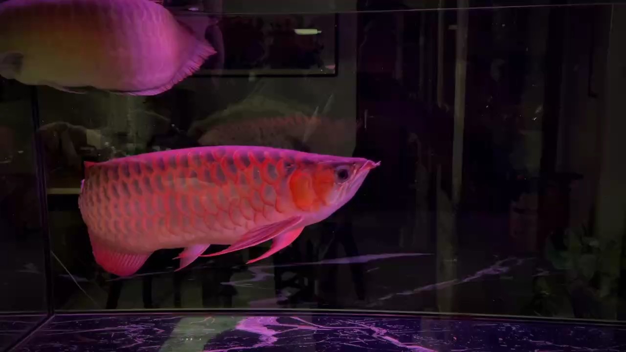視頻紅紅火火
