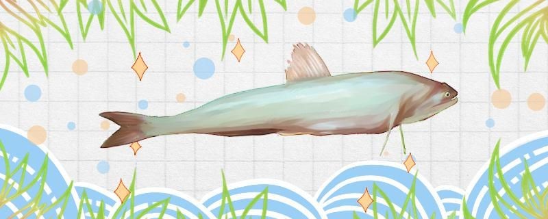 龍頭魚是海魚還是河魚是深海魚嗎
