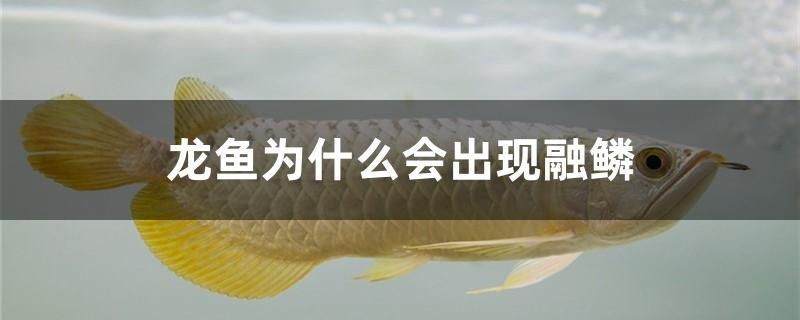 龍魚為什么會出現融鱗