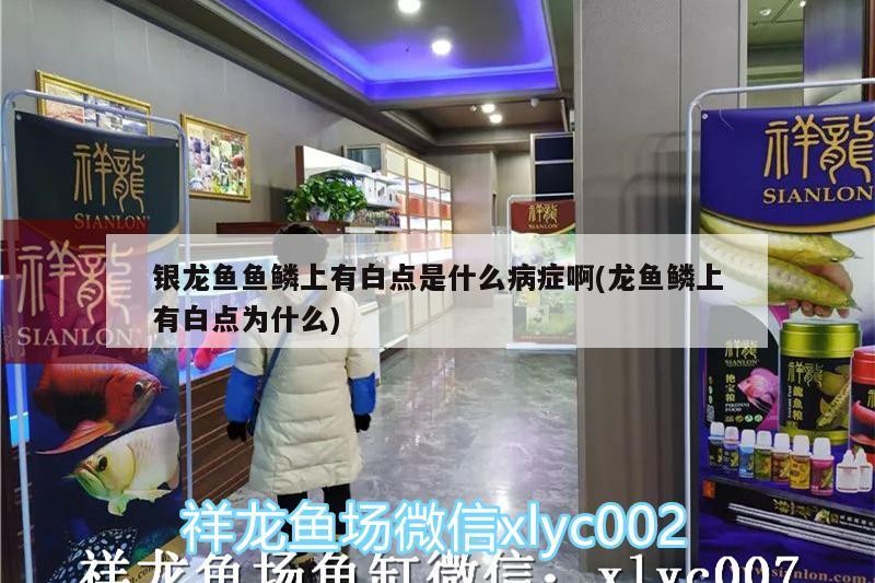銀龍魚魚鱗上有白點(diǎn)是什么病癥啊(龍魚鱗上有白點(diǎn)為什么)