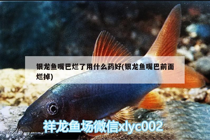 銀龍魚(yú)嘴巴爛了用什么藥好(銀龍魚(yú)嘴巴前面爛掉)